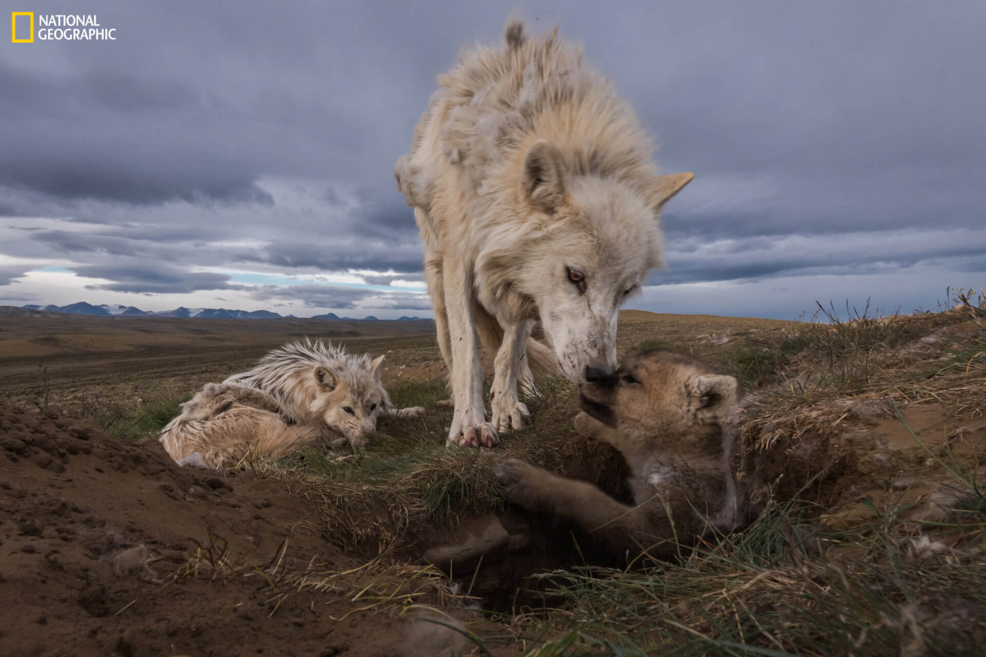 Wolves: Photographs by Ronan Donovan - National Museum of Wildlife Art