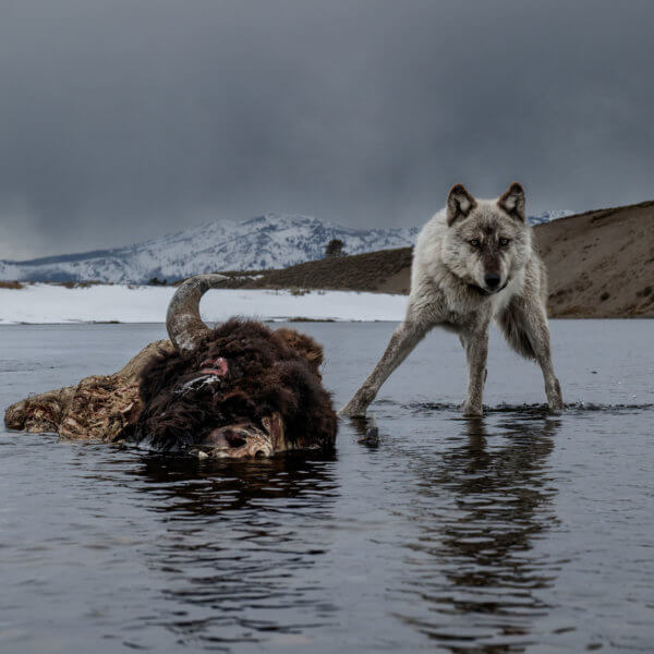 Wolves: Photography by Ronan Donovan to Exhibit at the National Museum ...